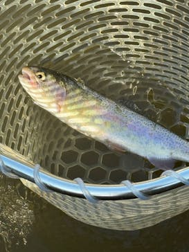 大安トラウトレイクに投稿された画像（2023/11/19）