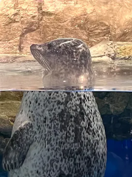 マクセル アクアパーク品川に投稿された画像（2023/11/19）