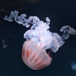 NAKED×京都水族館に投稿された画像（2023/11/20）