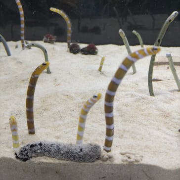 NAKED×京都水族館に投稿された画像（2023/11/19）