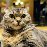 猫カフェモカ　新宿店に投稿された画像（2023/11/20）