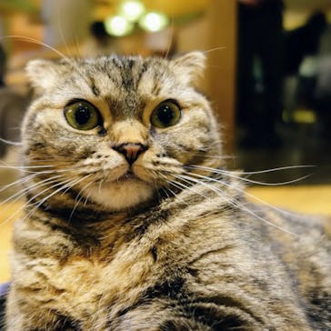 猫カフェモカ　新宿店に投稿された画像（2023/11/19）