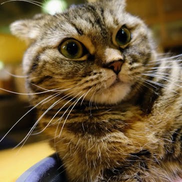 猫カフェモカ　新宿店に投稿された画像（2023/11/19）