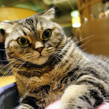 猫カフェモカ　新宿店に投稿された画像（2023/11/19）
