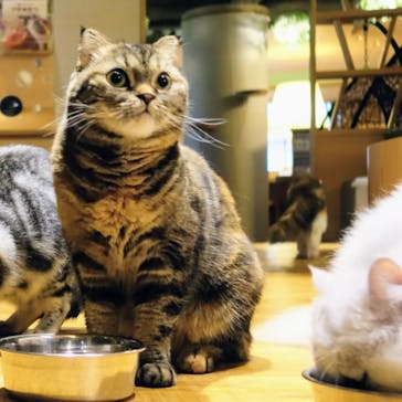 猫カフェモカ　新宿店に投稿された画像（2023/11/19）