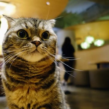 猫カフェモカ　新宿店に投稿された画像（2023/11/19）