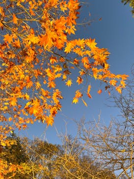 国営昭和記念公園 秋の夜散歩に投稿された画像（2023/11/19）