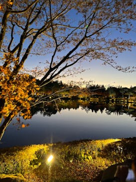 国営昭和記念公園 秋の夜散歩に投稿された画像（2023/11/19）
