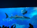 沖縄美ら海水族館に投稿された画像（2023/11/20）