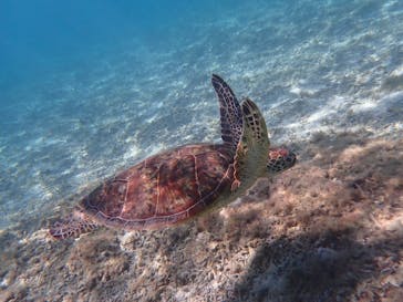 nico 宮古島に投稿された画像（2023/11/19）