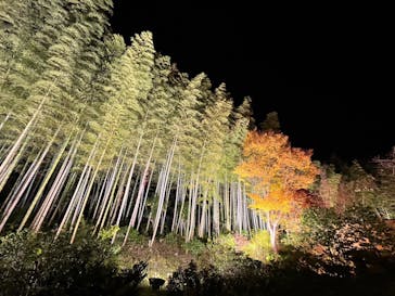 国営昭和記念公園 秋の夜散歩に投稿された画像（2023/11/19）