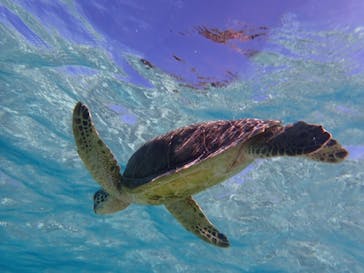 nico 宮古島に投稿された画像（2023/11/19）