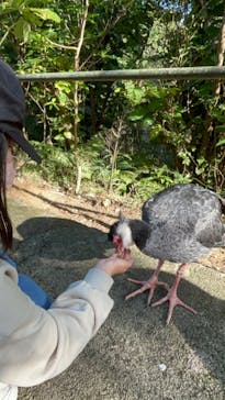 ネオパークオキナワに投稿された画像（2023/11/20）