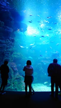 京都水族館に投稿された画像（2023/11/20）