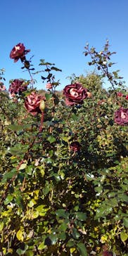 京成バラ園に投稿された画像（2023/11/20）