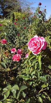 京成バラ園に投稿された画像（2023/11/20）