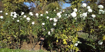 京成バラ園に投稿された画像（2023/11/20）