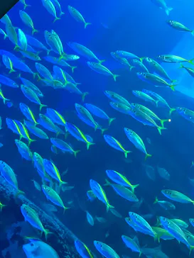 横浜・八景島シーパラダイスに投稿された画像（2023/11/20）