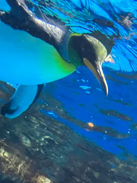 横浜・八景島シーパラダイスに投稿された画像（2023/11/20）