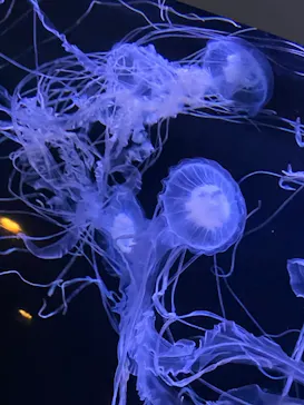 横浜・八景島シーパラダイスに投稿された画像（2023/11/20）