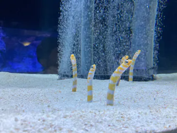 すみだ水族館に投稿された画像（2023/11/20）