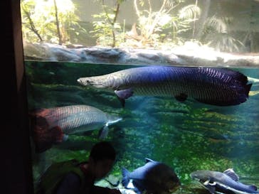 カワスイ 川崎⽔族館に投稿された画像（2023/11/20）