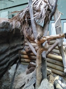 カワスイ 川崎⽔族館に投稿された画像（2023/11/20）