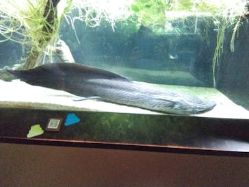 カワスイ 川崎⽔族館に投稿された画像（2023/11/20）