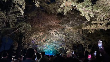 国営昭和記念公園 秋の夜散歩に投稿された画像（2023/11/20）