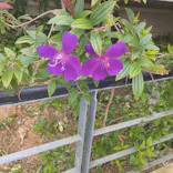 御菓子御殿　名護店　やんばる亜熱帯の森DINO恐竜PARKに投稿された画像（2023/11/20）