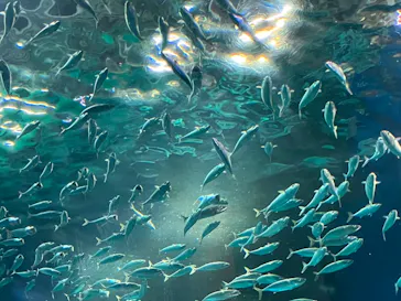 マクセル アクアパーク品川に投稿された画像（2023/11/20）