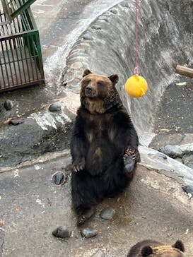 のぼりべつクマ牧場に投稿された画像（2023/11/20）