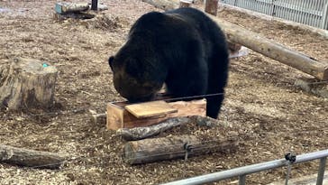 のぼりべつクマ牧場に投稿された画像（2023/11/20）