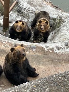 のぼりべつクマ牧場に投稿された画像（2023/11/20）