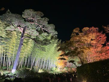 国営昭和記念公園 秋の夜散歩に投稿された画像（2023/11/20）