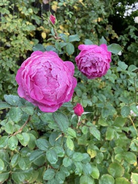 横浜イングリッシュガーデンに投稿された画像（2023/11/20）