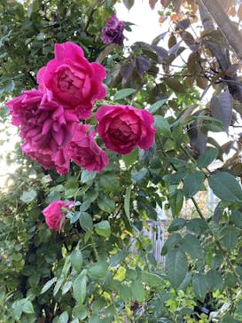 横浜イングリッシュガーデンに投稿された画像（2023/11/20）