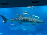 沖縄美ら海水族館に投稿された画像（2023/11/20）