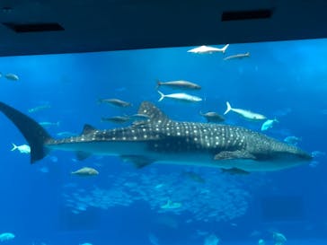 沖縄美ら海水族館に投稿された画像（2023/11/20）