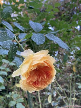 横浜イングリッシュガーデンに投稿された画像（2023/11/20）