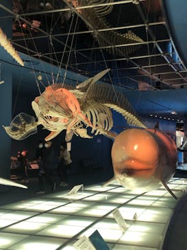 名古屋港水族館に投稿された画像（2023/11/20）