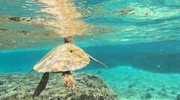 宮古島 ADVENTURE PiPi（ミヤコジマ アドベンチャー ピピ）に投稿された画像（2023/11/20）