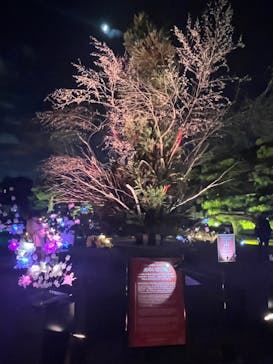 NAKED meets 二条城 2025 観月に投稿された画像（2023/11/20）