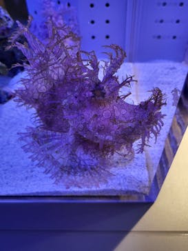 AOAO SAPPOROに投稿された画像（2023/11/20）