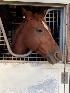 ノーザンホースパークに投稿された画像（2023/11/20）