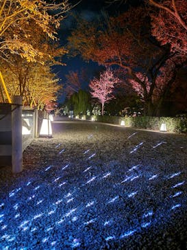 NAKED meets 二条城 2025 観月に投稿された画像（2023/11/20）