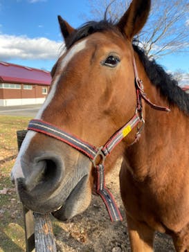 ノーザンホースパークに投稿された画像（2023/11/20）