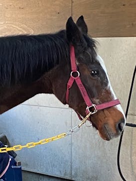 ノーザンホースパークに投稿された画像（2023/11/20）