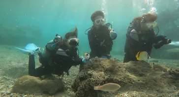 武藤潜水に投稿された画像（2023/11/21）