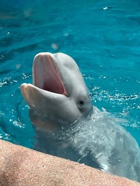 名古屋港水族館に投稿された画像（2023/11/21）